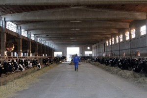 vacche da latte zilocchi panoramica