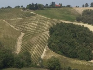Oltrepopavese panoramica con filari vigne