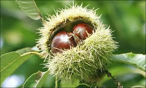 castagne