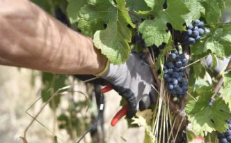 produzione di vino