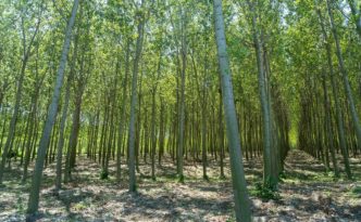 Giornata nazionale degli alberi