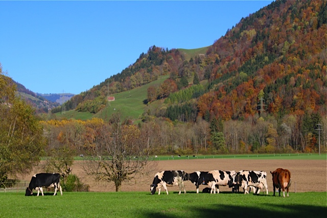 svizzera mucche con paesaggio