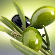 Agricoltura Liguria olive
