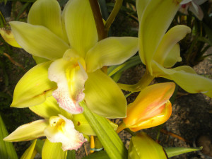 Sanremo fiori orchidea
