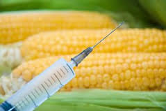 OGM CON SIRINGA