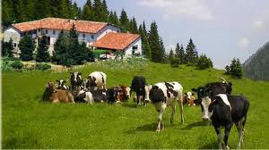 fattoria con mucche all'aperto