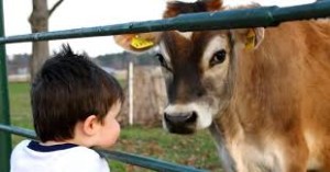 fattorie didattiche bambino con mucca