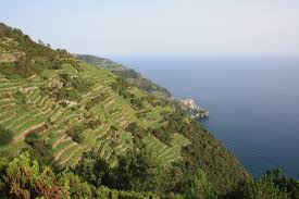 vigneti Liguria panoramica. jpg