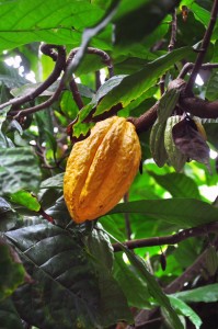cacao pod on tree