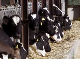 vacche stalla