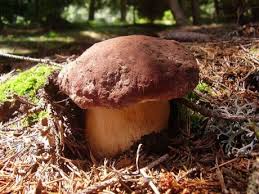 funghi nei boschi