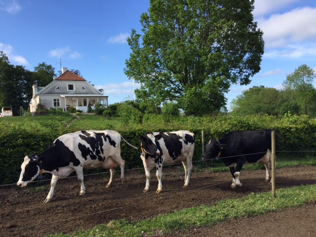 Svezia 2 mucche