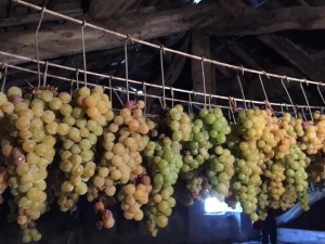 Oltrepò Pavese Codevilla Azienda Montelio grappoli uva passita