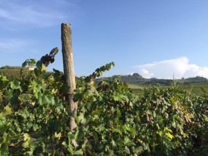 Oltrepò Pavese Codevilla Azienda Montelio vigne
